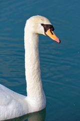 Portrait de cygne 