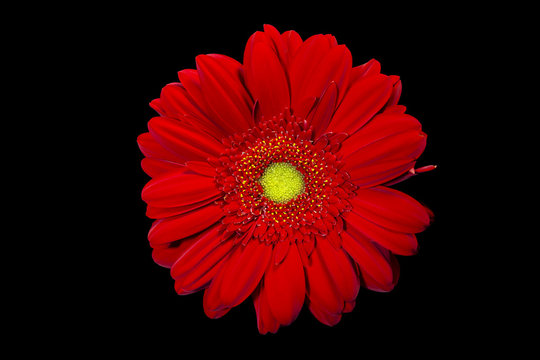 Red Gerbera
