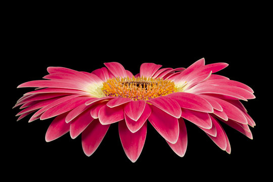 Pink Gerber