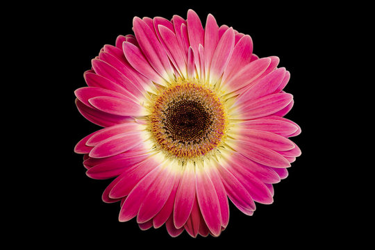 Pink gerbera