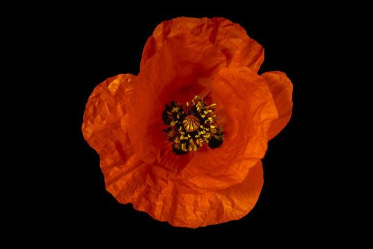 Red Poppy