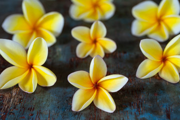 Yellow frangipani (plumeria) flowers on dark blue wooden background