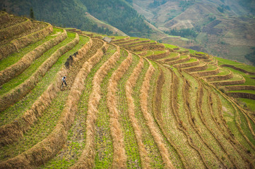 Fototapeta na wymiar Man working in the rice terraces of Guilin in China
