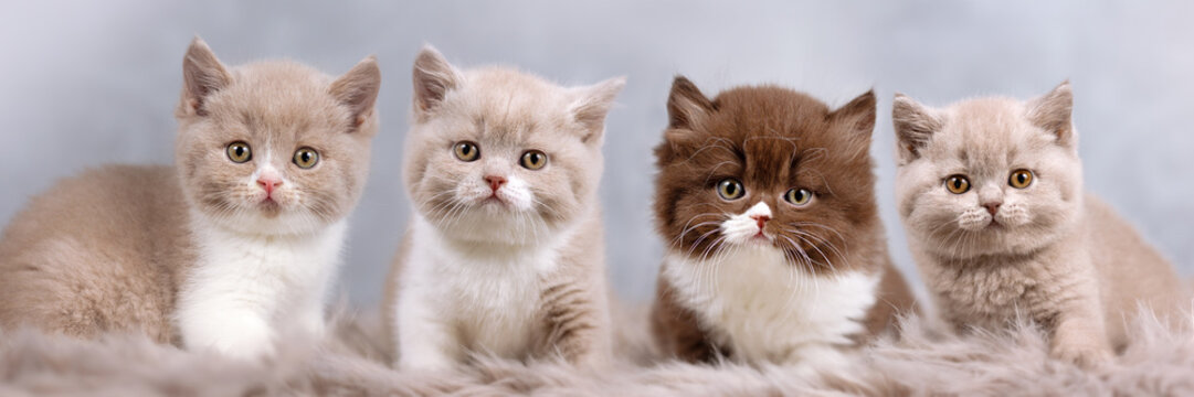 BKH und BLH Kitten - Britisch Kurzhaar und Langhaar - edel und h&uuml;bsch