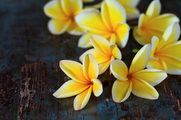 Fototapeta na wymiar Yellow frangipani plumeria flowers on dark blue wooden table