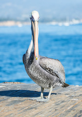 Pelican standing on a Pier at Santa Barbara