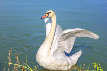 White swan opens wings on a blue pond.