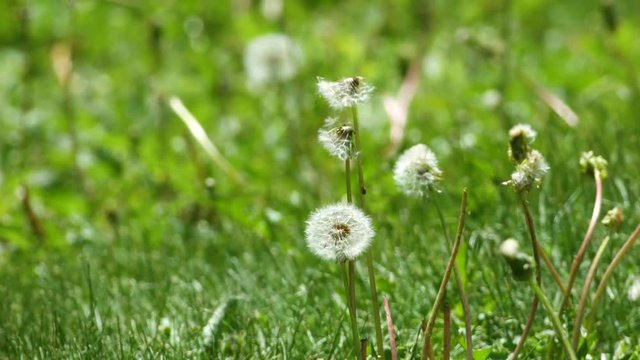 Dandelions on an overgrown lawn blowing in a breeze with insects flying in the background.