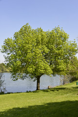 Zelkova du Japon, faux orme du Japon, Zelkova serrata