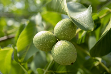 green nut 