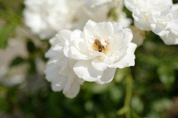 Obraz na płótnie Canvas rose flower with bee inside