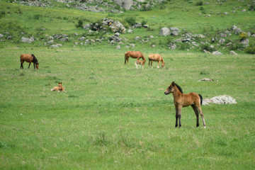 Naklejka na ściany i meble A foal and a horse sit on a green meadow. 