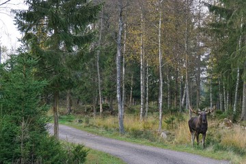 Elch in Schweden - Wilde Tiere