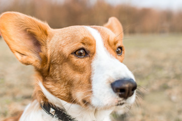 welsh corgi cardigan close-up portrait