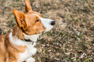welsh corgi cardigan portrait of a dog