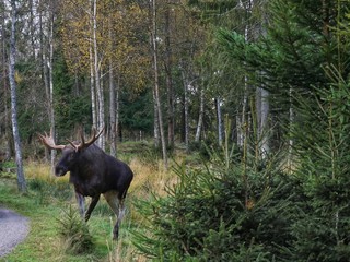 Elch in Schweden - Wilde Tiere