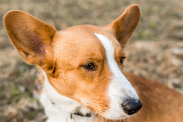 corgi cardigan portrait