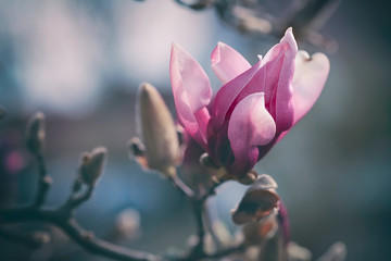 Nahaufnahme einer Magnolienblüte im Frühling