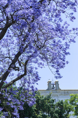 Beautiful flowering tree of Jacaranda in Palermo, Sicily