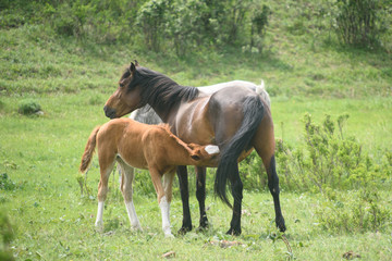 Obraz na płótnie Canvas A foal and a horse sit on a green meadow. 