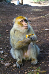 Fototapeta premium Wild monkeys at Azrou, Morocco
