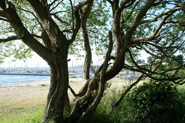 Fototapeta na wymiar Baum in Strandnähe