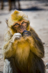 Wild monkeys at Azrou, Morocco