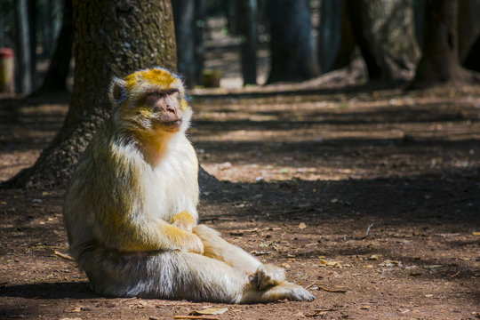 Wild monkeys at Azrou, Morocco