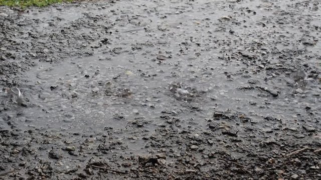 Closeup shot of heavy raining on road/Rain Road