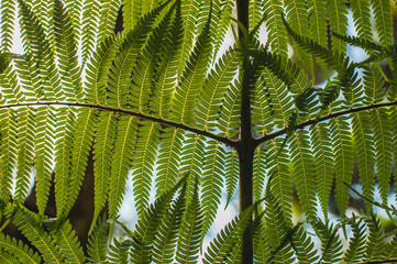 Beautiful artistic green leaves in New Zealand