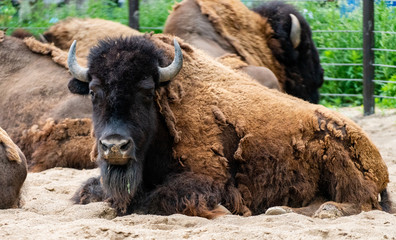 Bison at the zoo!