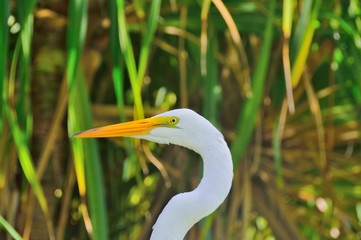 portrait of a large white heron, against a background of green blurred tropical vegetation, the coastal zone of the ocean, the Dominican Republic