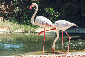 flamingo birds by the pond