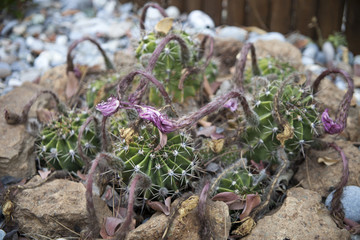 Vergänglichkeit des Lebens - nach der Blüte ist vor der Blüte