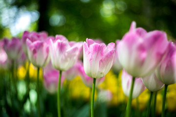 Obraz premium Pink Tulips