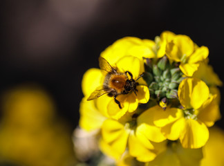 Bombus pascuorum bumblebee, the common carder bee, collecting nectar from flower