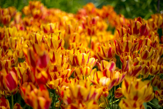 Tulips from Amsterdam © Aaron