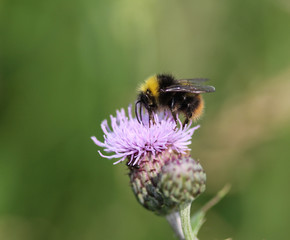 early bumblebee or early nesting bumblebee (Bombus pratorum)