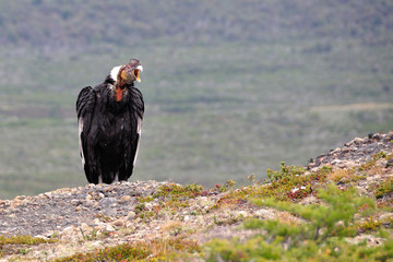 Male Andean condor (Vultur gryphus) screaming in the wild seen in Patagonia, Chile, near Torres del...