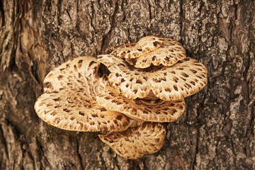 Parasites fungi (Trout flake; Latin Polýporus squamósus) grew on the trunk of a tree