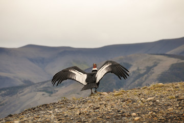 Male Andean condor (Vultur gryphus) in the wild ready to take off, seen in Patagonia, Chile, near...