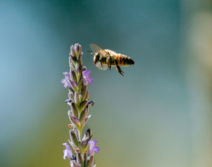 Bee & Lavender