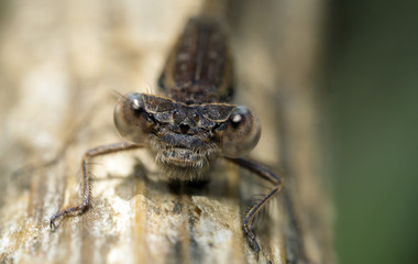 eyes of dragonfly 12