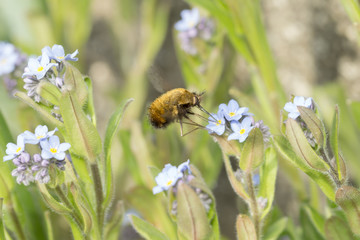 Greater Bee Fly 2