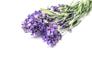Lavender flower closeup isolated white background