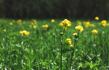 Yellow wildflowers on a summer meadow near the forest, Trollius europaeus