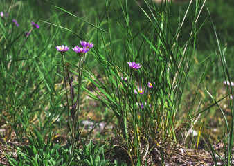 Alpine aster (Aster alpinus) in the forest grass