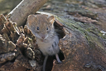 cute little mouse in the woods