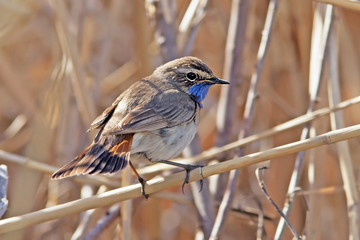 beautiful Bluethroat with a colorful plumage