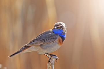 beautiful Bluethroat with a colorful plumage
